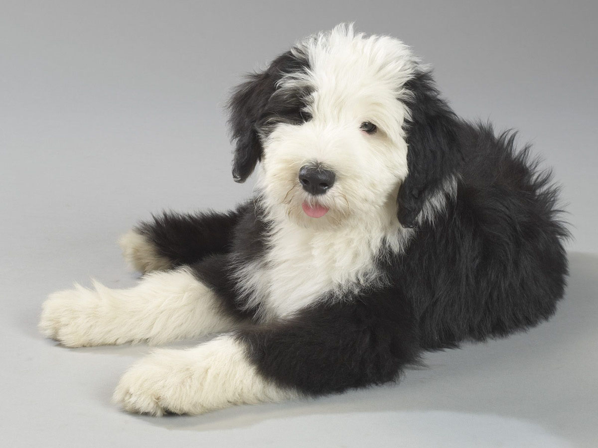 Old English Sheepdog – Only Dogs